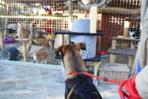 Stellenbosch Animal Welfare - photo bt Vuurtoring Media