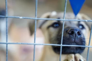 Stellenbosch Animal Welfare - photo bt Vuurtoring Media