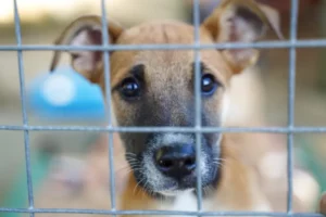 Stellenbosch Animal Welfare - photo bt Vuurtoring Media