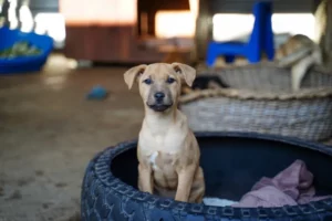Stellenbosch Animal Welfare - photo bt Vuurtoring Media