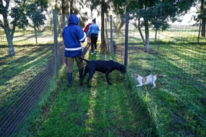 Stellenbosch Animal Welfare - photo bt Vuurtoring Media