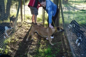 Stellenbosch Animal Welfare - photo bt Vuurtoring Media